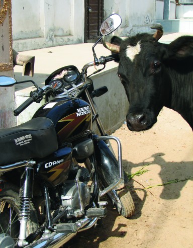 Cows are everywhere in the towns