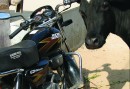 Cows are everywhere in the towns