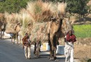 Dromedar carts are most common in rural areas