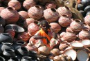 Lady selling earth vessels