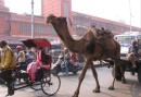Street in Jaipur