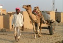 The most common mode of transport in Rajasthan