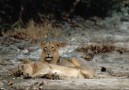 Gir Forest lejon-par liggande
