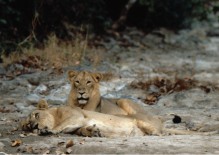 Gir Forest lejon-par liggande