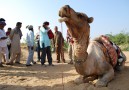Dromedarfärden ut i Rann of Kutch startar