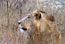 Gir forest is the only place in Asia where you still find lions