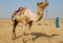 Rann of Kutch is very dry
