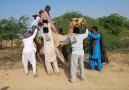 Sometimes five men is nessesary to help you ride the camel