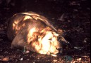 There are about 350 lions left in Gir