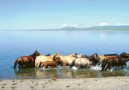 Hästbad i Ögiynuur