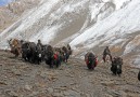 Karavan från tibetanska gränsen tar två veckor till Dunai