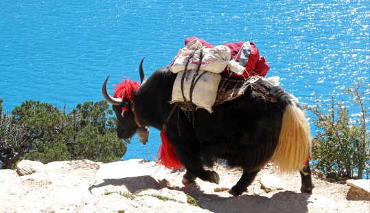 Great Himalayan Trail