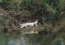 Sumpkrokodil i Chitwan
