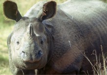 There are about 400 rhinoceros in Chitwan