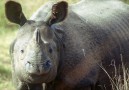 Det finns ca 400 noshörningar i Chitwan