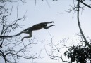 Det finns gott om langur i Chitwan