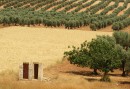 I de kurdiska dalarna nära gränsen till Turkiet odlas landets bästa oliver