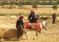 Syria
