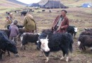 Nomad camp