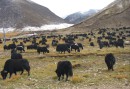 Yaks