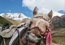 Grimacing horse
