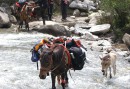 Horses carry the luggage during the trek