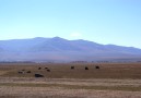 Jakar på den mongoliska stäppen