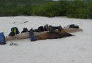 Djuren på Galapagos är orädda för människor