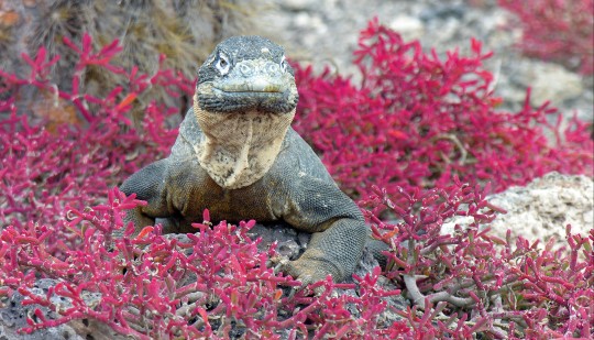 Anderna och Galápagos