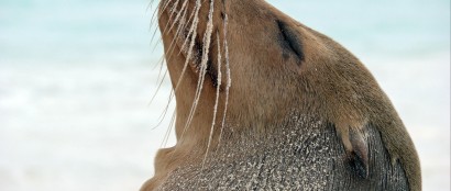 Anderna och Galapagos