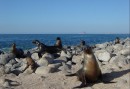 Simma med lekfulla sjölejon på Galapagos