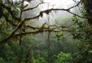 Regnskog i Costa Rica