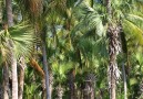I mangroveskogarna hittar du ett rikt djurliv