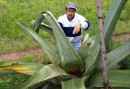 Den traditionella drycken pulque framställs av agaveplantans nektar