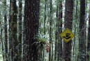 Gula skyltar visar vägen i snårskogen