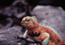 Unikt djurliv på Galapagos