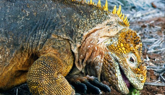 The Andes and the Galapagos Islands