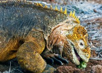 Land iguana eating cactus
