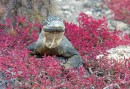 Landleguan