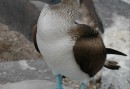 Den blåfotade sulan är vanlig på Galapagos