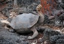 Jättesköldpaddan är symbolen för Galapagosöarna