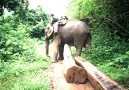 Elephant work in the forest