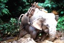 Working elephant in the Shan state