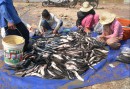 Fiskelycka vid Tonle Sap