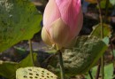 Lotusblomma