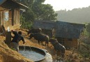 Morning in a Hmong village