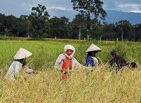 Rice harvest