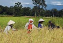 Rice harvest