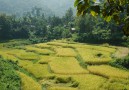 The rice is ready to harvest