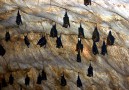 Bats everywhere